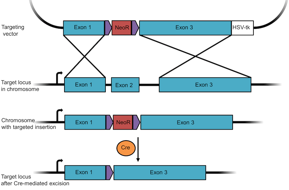 Plasmids 101: Knockout/Knock-In Plasmids